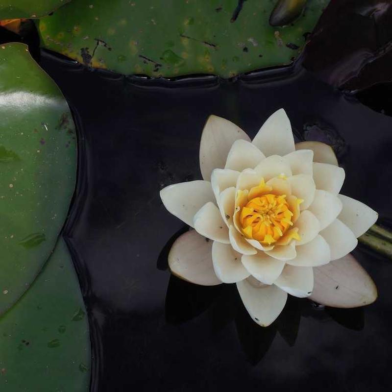 Cổ điển Thảm yoga