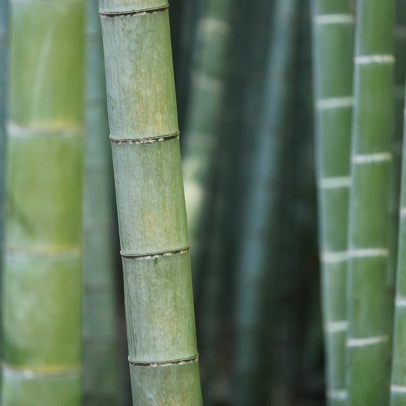 Gọn nhẹ Bình tưới nước