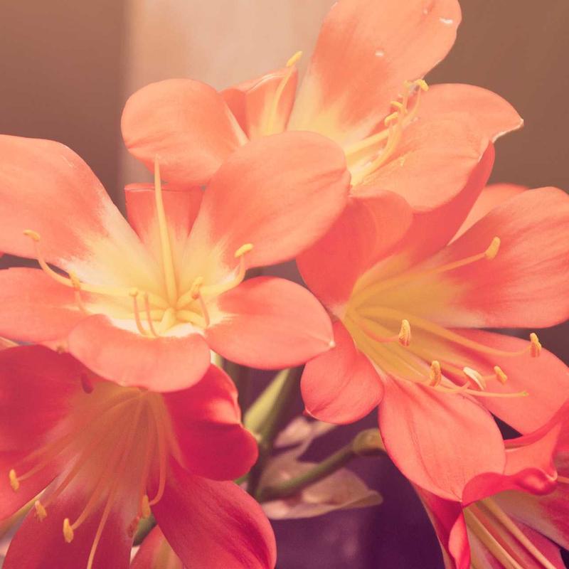 Handmade Running Shoes